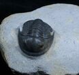 New Type Of Proetid Trilobite #2420-4
